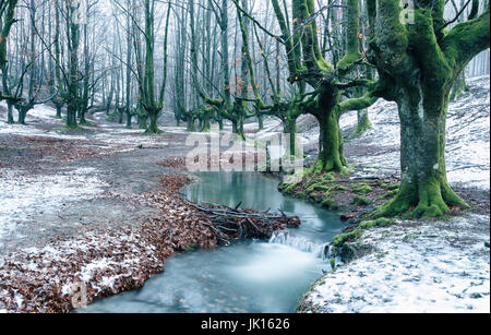 Buchenholz und Bach. Otzarreta, Gorbeia Naturpark, Biskaya, Spanien, Europa. Stockfoto