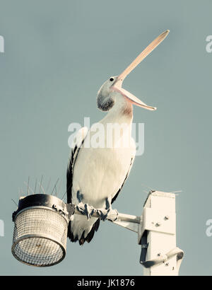 Pelikan am Laternenpfahl Stockfoto