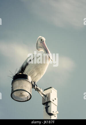 Pelikan am Laternenpfahl Stockfoto