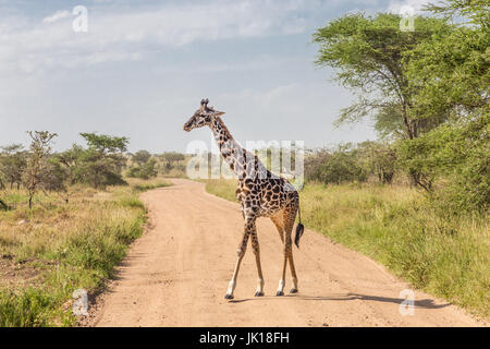 Einsame Giraffe im Amboseli Nationalpark, Kenia. Stockfoto