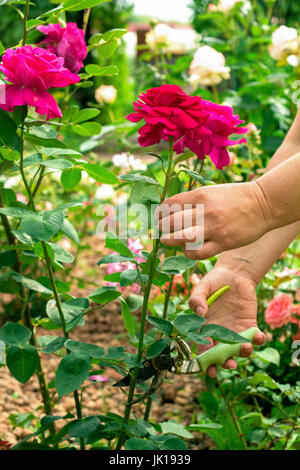 Hände von Frau Gärtner schneidet frische rote Rosen mit Schere Stockfoto