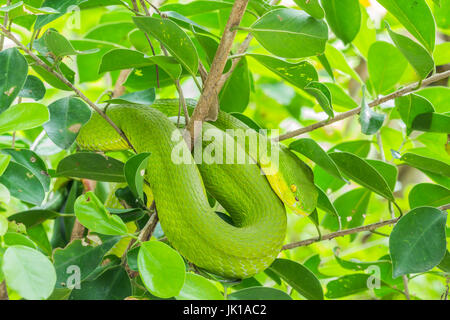 Grüne Schlange zusammengerollt auf einem Baum, warten, um Beute zu fangen. Stockfoto