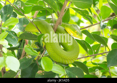 Grüne Schlange zusammengerollt auf einem Baum, warten, um Beute zu fangen. Stockfoto