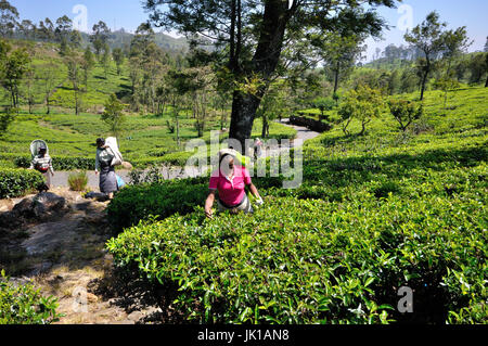 Teepflückerinnen (erste) auf einer Teeplantage in Sri Lanka Stockfoto