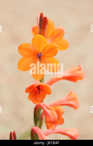 Watsonia Pillansii, auch genannt Bugle Lily und Beatrice Watsonia, blüht in einem englischen Garten Grenze - Juli Stockfoto