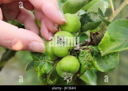 Gärtner Durchforstung junger Sämling Bramley-Äpfel (Malus Domestica) im Sommer zu empfehlen, gute Größe, gesundes Obst, englischer Garten, UK Stockfoto