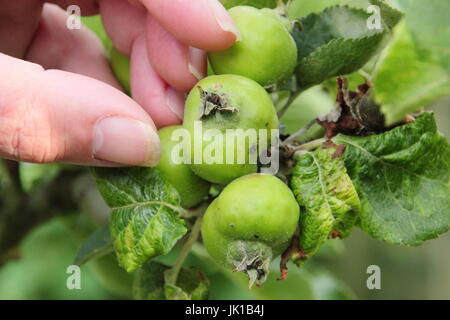 Gärtner Durchforstung junger Sämling Bramley-Äpfel (Malus Domestica) im Sommer zu empfehlen, gute Größe, gesundes Obst, englischer Garten, UK Stockfoto