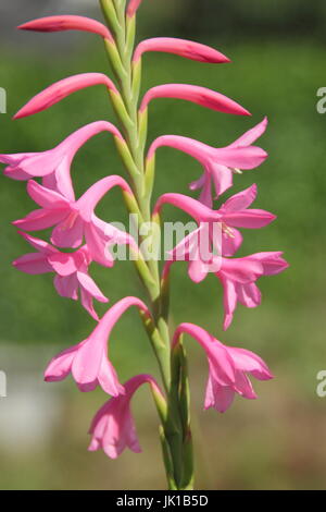 Watsonia Hybrid "Tresco Zwerg Pink', blüht in einem englischen Garten Grenze im Sommer Stockfoto