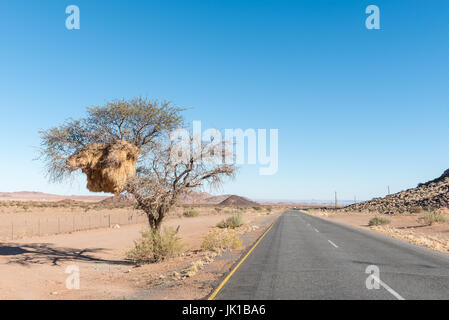 Ein Camelthorn Baum mit einem geselligen Weaver Gemeinschaft Nest auf dem Weg von der N14-Straße zu den Onseepkans Grenzposten an der Grenze von Namibia Stockfoto