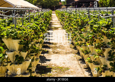 Reihen von Erdbeerpflanzen zu verkaufen Stockfoto