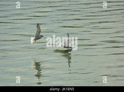 zwei Flussseeschwalben, Sterna Hirundo, im Flug über Wasser Stockfoto