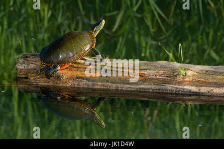 Western bemalt Schildkröte, Kootenai National Wildlife Refuge, Idaho Stockfoto