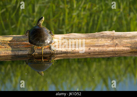 Western bemalt Schildkröte, Kootenai National Wildlife Refuge, Idaho Stockfoto