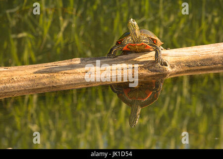 Western bemalt Schildkröte, Kootenai National Wildlife Refuge, Idaho Stockfoto