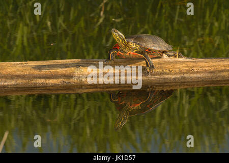 Western bemalt Schildkröte, Kootenai National Wildlife Refuge, Idaho Stockfoto