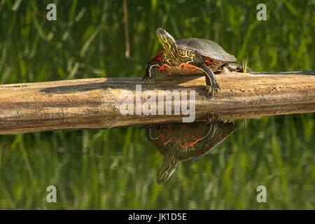 Western bemalt Schildkröte, Kootenai National Wildlife Refuge, Idaho Stockfoto