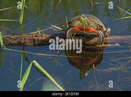 Western bemalt Schildkröte, Kootenai National Wildlife Refuge, Idaho Stockfoto