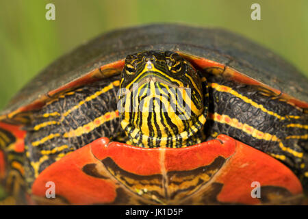 Western bemalt Schildkröte, Kootenai National Wildlife Refuge, Idaho Stockfoto