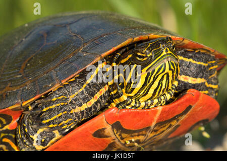 Western bemalt Schildkröte, Kootenai National Wildlife Refuge, Idaho Stockfoto