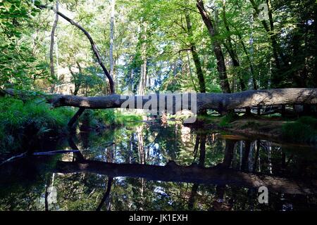 Black Water Stream durchläuft das Rhinefield Zier-Laufwerk im New Forest Stockfoto