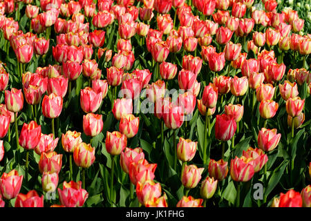 Nahaufnahme der Tulpen mit rosa gelb bunte Blüten und Blätter in einem Feld, blühen im Frühling während des Tages in Holland. Stockfoto