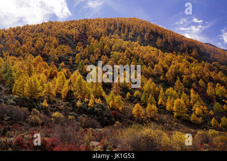 Viele schöne bunte gelb orange Herbst Bäume wachsen auf einem Berghügel mittags in China. Stockfoto