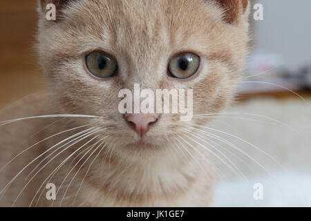 Porträt von männlichen Ginger Kitten 10 Wochen alt Stockfoto