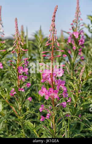 Rosebay Weidenröschen, Chamaenerion Angustifolium, Weidenröschen wächst auf einem Damm. Stockfoto