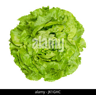 Kopfsalat-Salat von oben. Auch Boston oder Bibb Kopfsalat. Runde Salat. Ein grüner Kopf Salat mit losen Anordnung der Blätter. Lactuca Sativa. Stockfoto