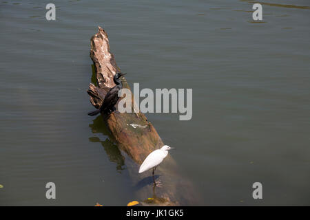 Silberreiher Kandy See Kandy Zentralprovinz SriLanka Stockfoto