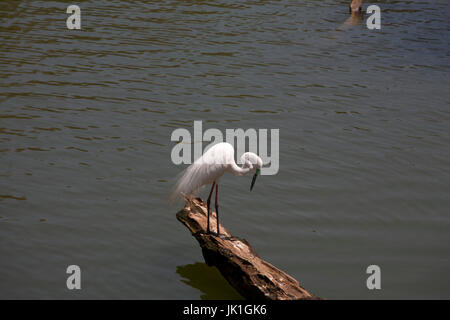 Silberreiher Kandy See Kandy Zentralprovinz SriLanka Stockfoto