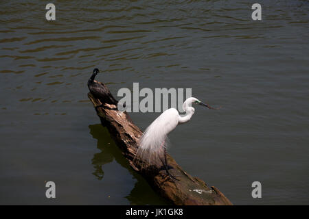 Silberreiher Kandy See Kandy Zentralprovinz SriLanka Stockfoto