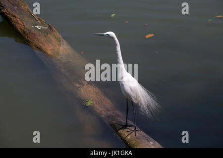 Silberreiher Kandy See Kandy Zentralprovinz SriLanka Stockfoto