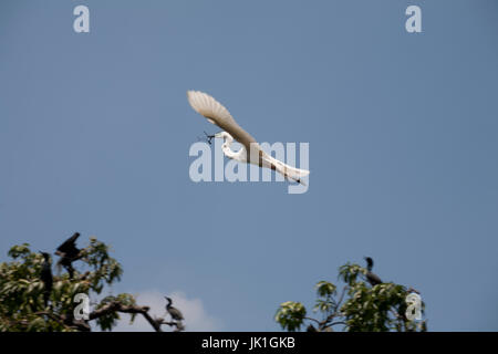 Silberreiher Kandy See Kandy Zentralprovinz SriLanka Stockfoto