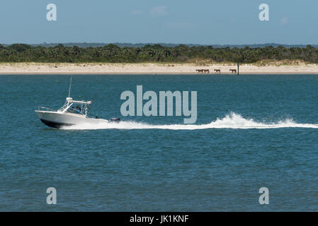 Ansicht von wilden Pferden am Strand von Cumberland Island in Georgia aus Fort Clinch auf Amelia Island in Florida. (USA) Stockfoto