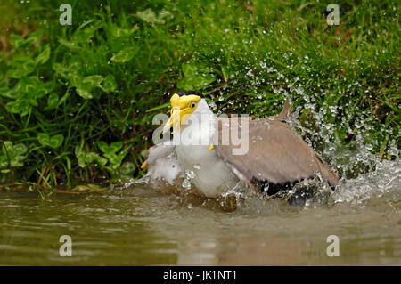 Maskiert Regenpfeifer, Baden / (Vanellus Miles) / maskierte Kiebitz, Sporn-winged Plover | Maskenkiebitz, Badend / (Vanellus Miles) / Soldatenkiebitz Stockfoto