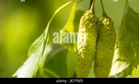 Helle Birkenzweige mit Knospen im Sonnenlicht Stockfoto