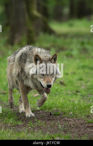 Wolf im Wald Stockfoto
