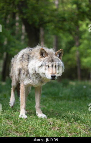 Wolf im Wald Stockfoto