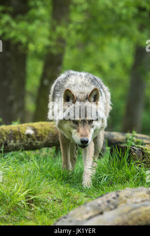 Wolf im Wald Stockfoto