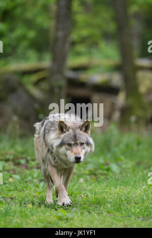 Wolf im Wald Stockfoto