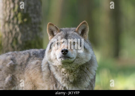 Wolf im Wald Stockfoto
