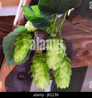 Detail von Hopfendolden auf dem rostigen Hintergrund Stockfoto