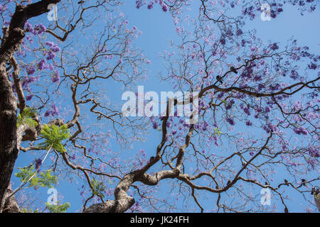 Niedrigen Winkel Blick auf lila blühenden Jacaranda-Baum mit zwei Vögel thront auf Zweig an einem klaren Tag in Sydney, Australien. Stockfoto