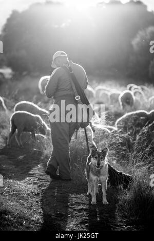 Traditionelle Schafzucht, auf dem Weg des Camino de Santiago, Kastilien und Leon, Spanien, Europa Stockfoto