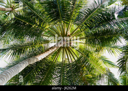 Nahaufnahme Detail der verschiedensten tropischen Kokosnuss-Palme Baum gefunden in Malediven Stockfoto