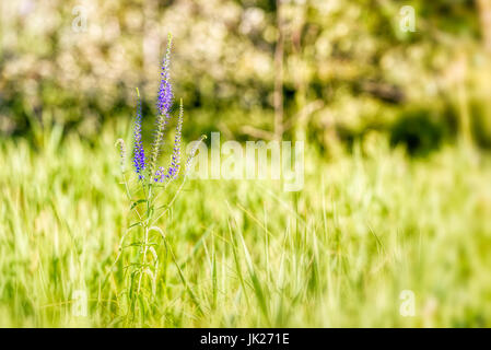 Pseudolysimachion Longifolium (Veronica Longifolia) auch bekannt als Garten Ehrenpreis oder Longleaf Speedwell, wächst auf der Wiese unter den warmen Sommer Stockfoto