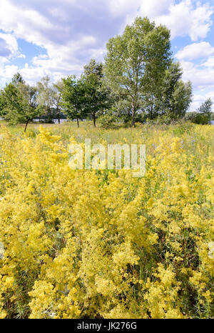 Galium Verum, auch bekannt als lady's Labkraut oder gelbe Labkraut, auf der Wiese in der Nähe der Dnjepr, im Sommer in Kiew, Ukraine Stockfoto