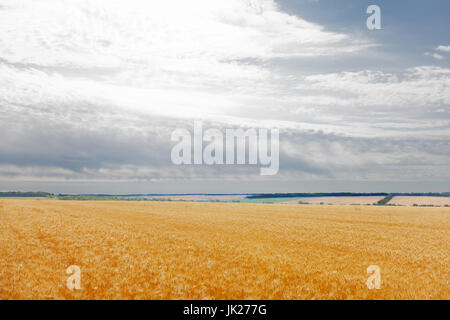 Bauernhof Weizenfeld gegen den blauen Himmel Stockfoto