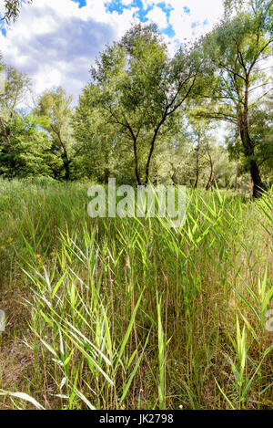 Junge Phragmites Australis Pflanzen, auch bekannt als gemeinsamen Schilf, ohne Blumen, nah an den Dnjepr im Sommer Stockfoto